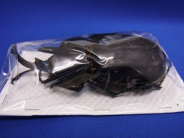 標本用）アクティオンゾウカブト106ミリUP その3