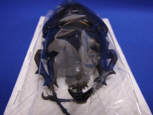 標本用）アクティオンゾウカブト106ミリUP その3