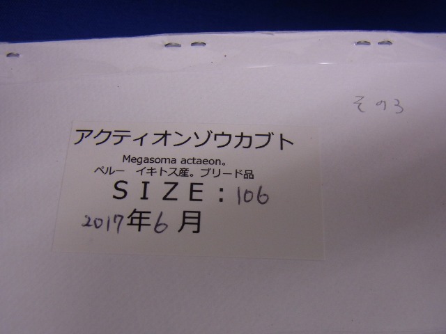 標本用）アクティオンゾウカブト106ミリUP その3