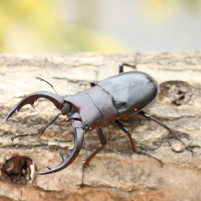 国産ノコギリクワガタ成虫ペア WILD