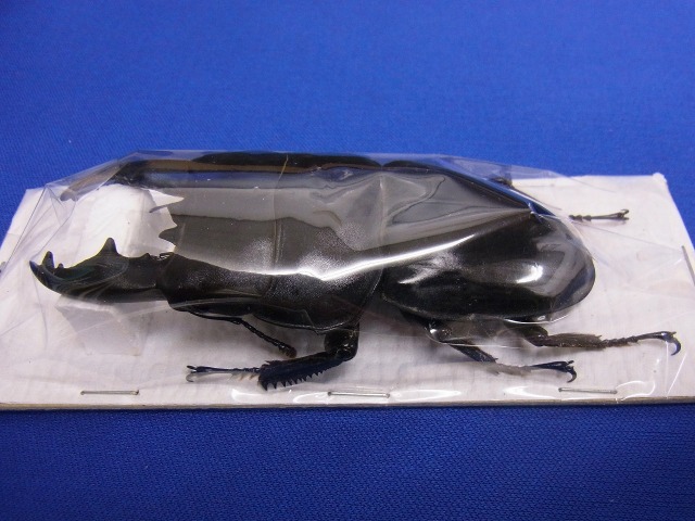 標本用）アルキデスヒラタクワガタ91ミリUP 中短歯型 