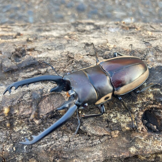ビソンノコギリクワガタ♂60ミリ台 成虫ペア