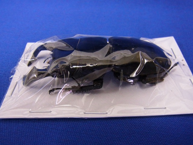標本用）ダイオウヒラタクワガタ70ミリUP