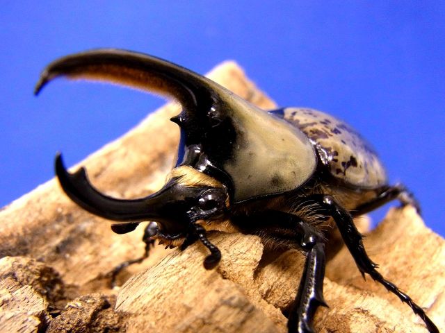 グラントシロカブト3令幼虫ペア 今ならカブト専用マット10L1袋付