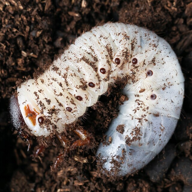 ヘラクレスヘラクレス3令幼虫ペア+今ならカブト虫専用マット10L1袋付