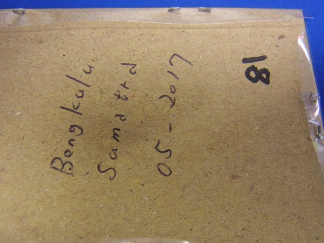 カステルナウツヤクワガタ 標本 標本用）カステルナウツヤクワガタ82ミリ