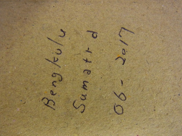 標本用）カステルナウツヤクワガタ86ミリ