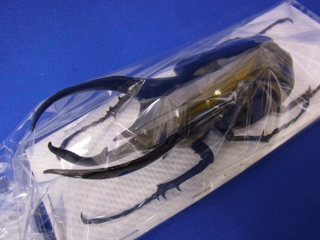標本用）コーカサスオオカブト120 ミリ その2
