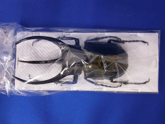 標本 野外品 うるおう マレーコーカサスオオカブト 