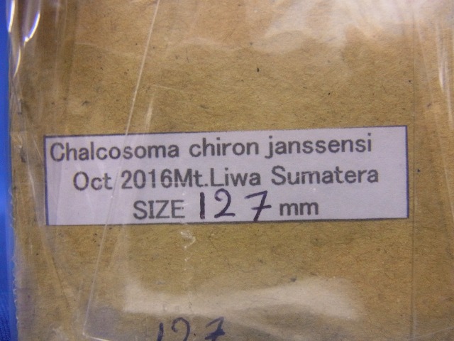 黄金のコーカサスオオカブト Amazon.co.jp: コーカサスオオカブト 昆虫 フィギュア