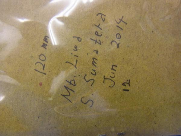 標本用）コーカサスオオカブト120 ミリ