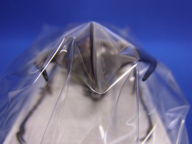 標本用）コーカサスオオカブト121ミリその2