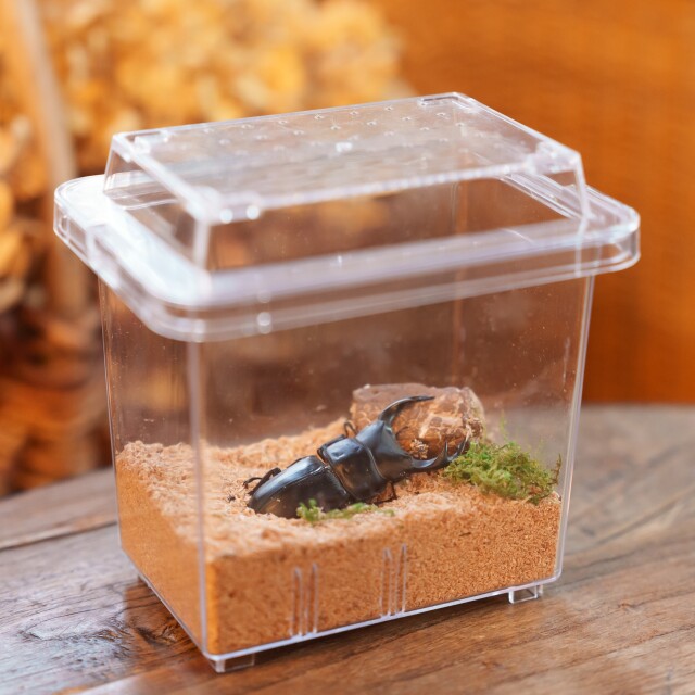 真似の出来ない意匠権登録商品 コバエさよなら飼育ケース(ミニ) 10個