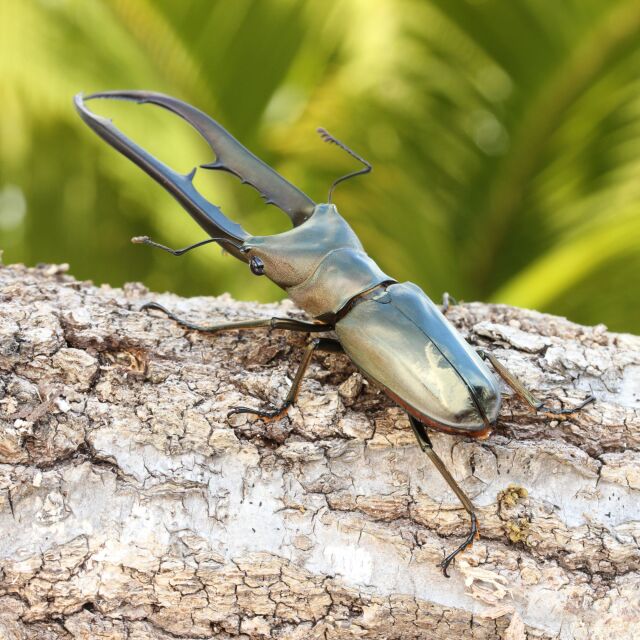 シブい。メタリフェルホソアカクワガタ 成虫ペア