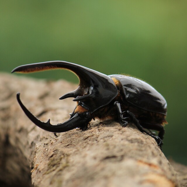 ネプチューンオオカブト3令幼虫ペア今ならカブト専用マット10L1袋付