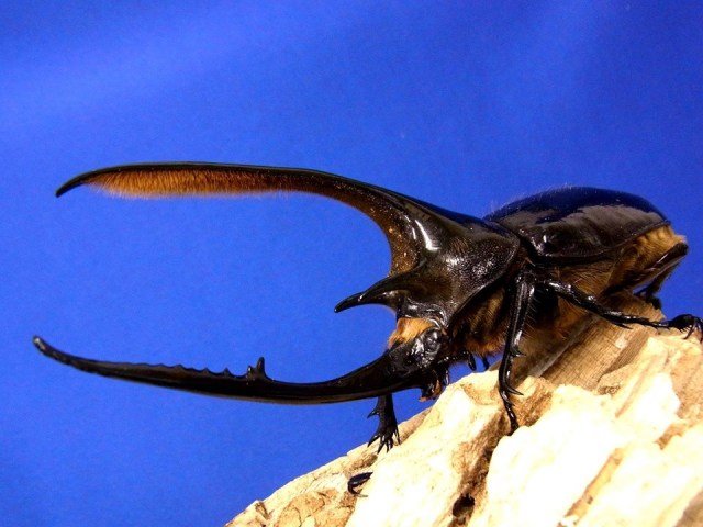 ネプチューンオオカブト初2令幼虫 単品 