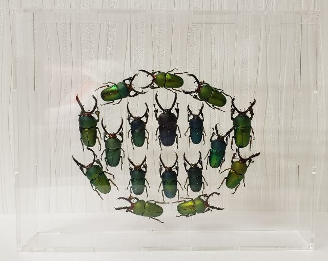 全面クリア標本箱