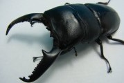 パラワンオオヒラタクワガタ幼虫☆800cc菌糸ビン付き