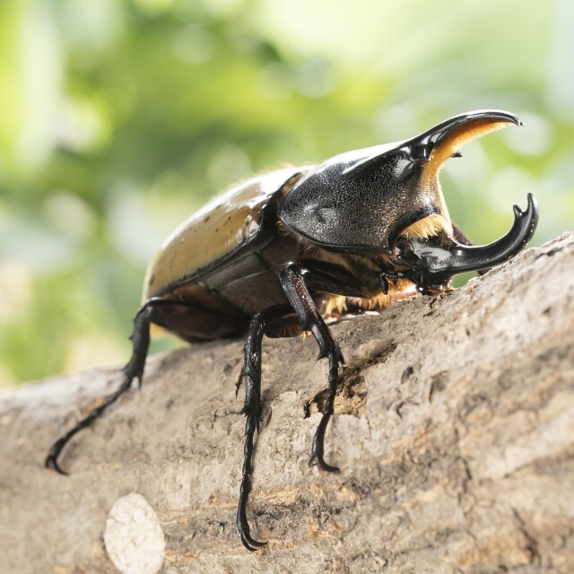 ヘラクレス レイディー 貴重野外品 （DHヘラクレス・レイディ♂単  