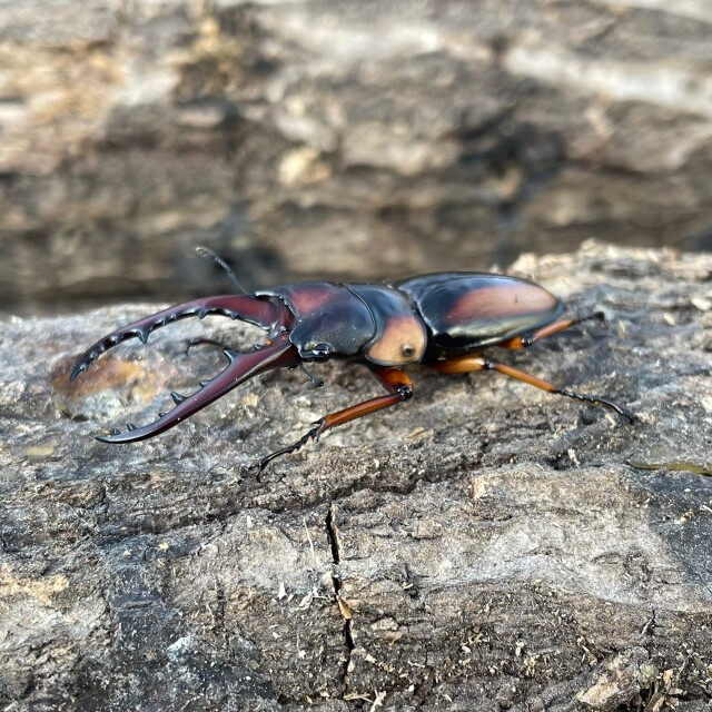 サバゲノコギリクワガタ♂55ミリUP 成虫ペア
