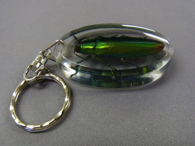 本物昆虫キーホルダー タマムシ
