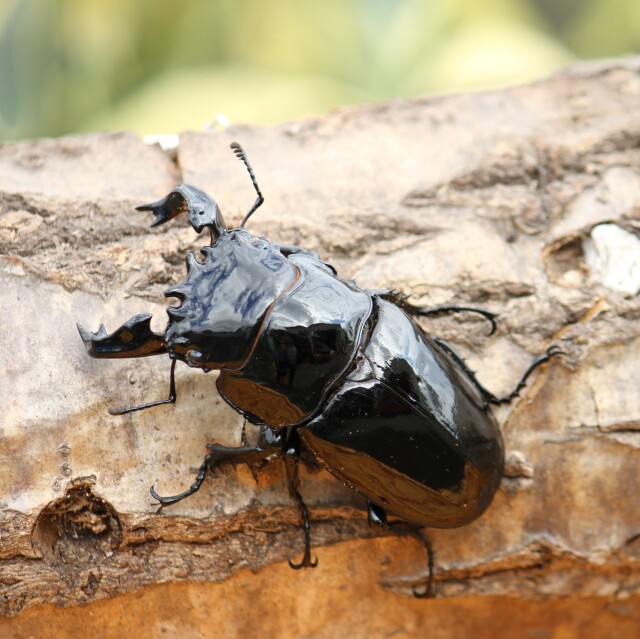 タランドゥスオオツヤクワガタ成虫ペア