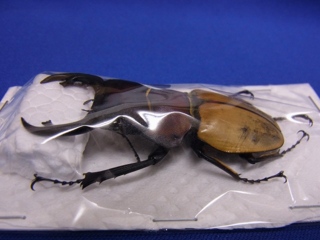 標本用）ゾンメルツヤクワガタ63.5ミリ