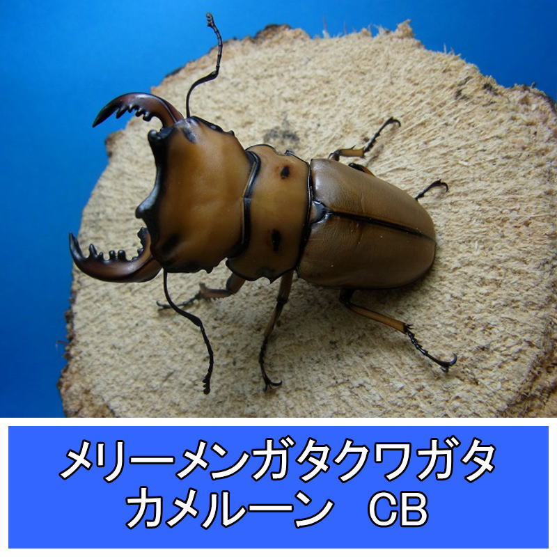 メリーメンガタクワガタ成虫ペア