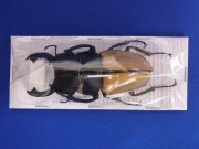 標本 スマトラ産 ヤスオカツヤクワガタ 82ミリ ヤスオカツヤクワガタ ♂86ミリペアー出品中!昆虫販売アリスト