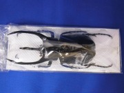 標本・標本用品