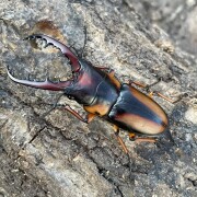 サバゲノコギリクワガタ　美品 外国産ノコギリクワガタ成虫