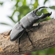 BIGHORN カブト虫・クワガタムシの総合ショップ