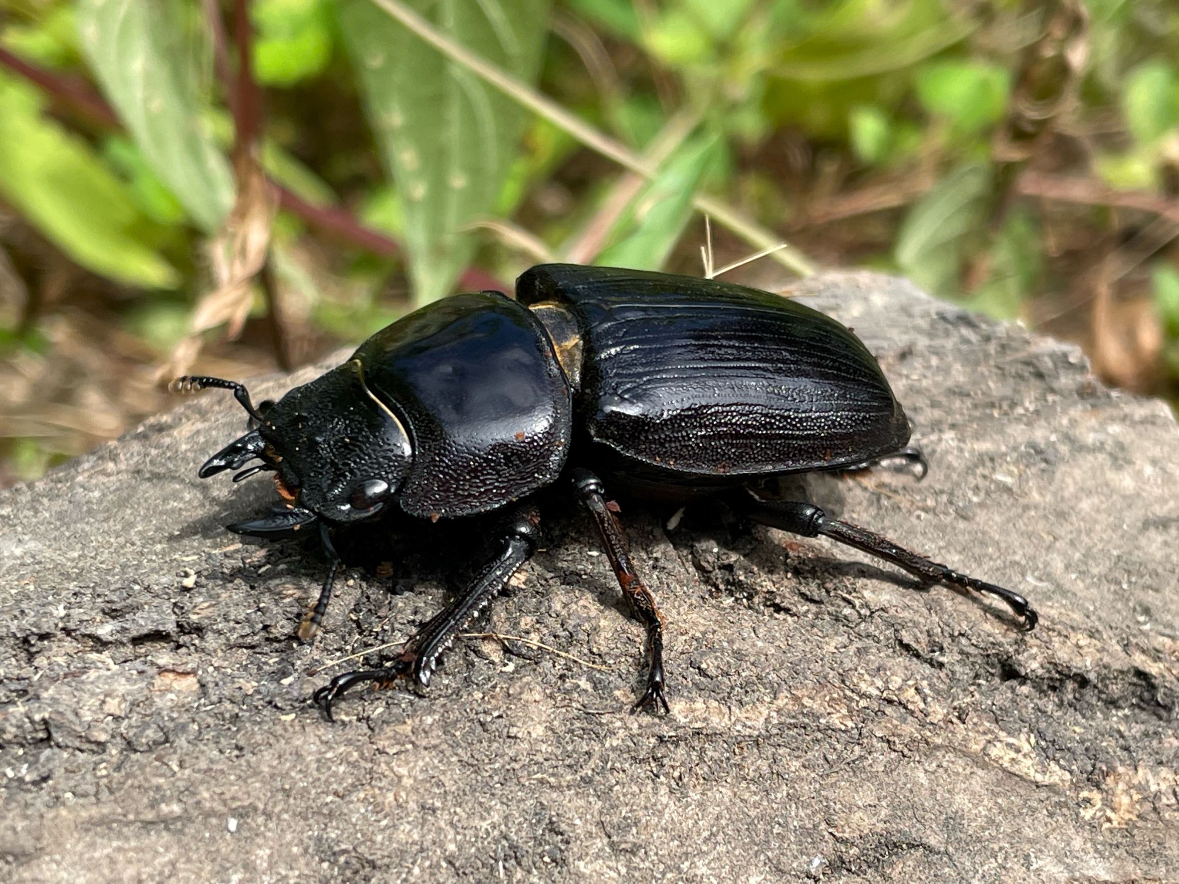 国産オオクワガタ成虫メス２匹セット