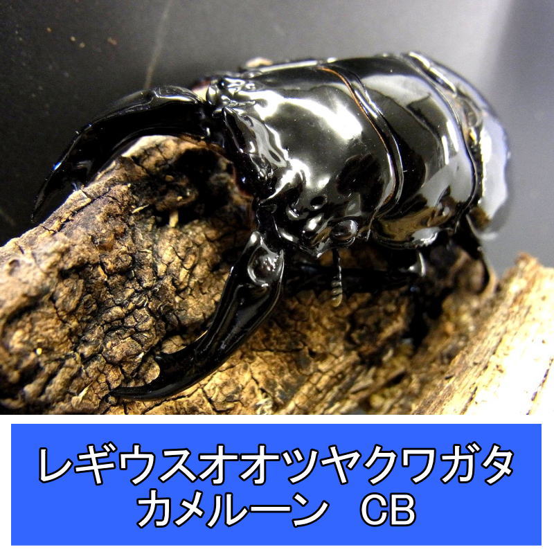 レギウスオオツヤクワガタ　ペア