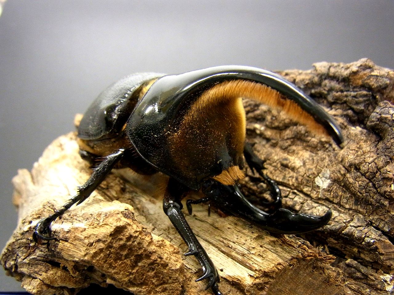 国際ブランド サタンオオカブト 雄 標本 虫類用品 Www Pastosbons Ma Gov Br