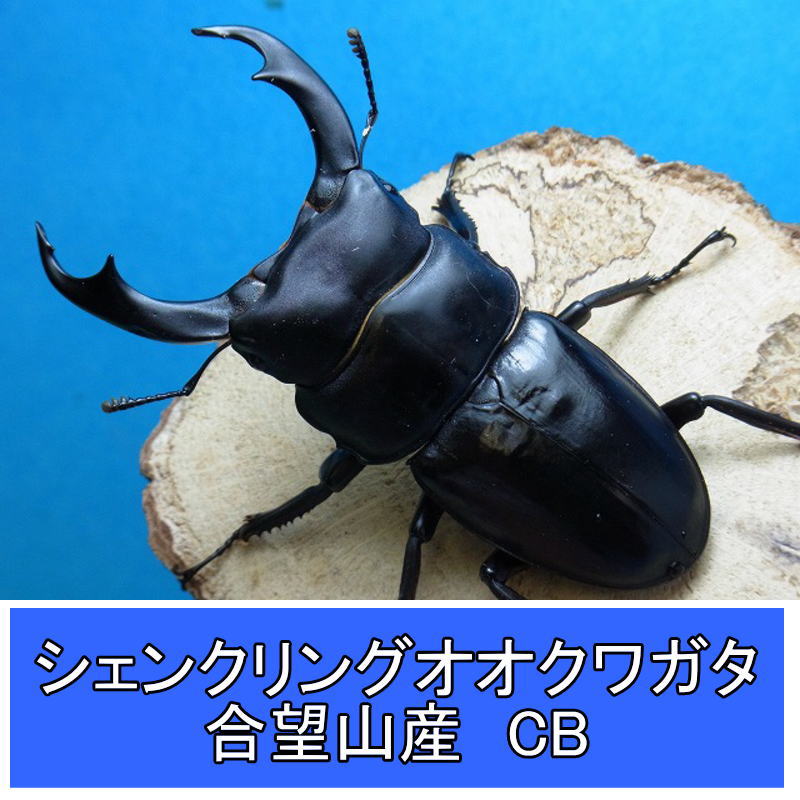 シェンクリングオオクワガタ　初2令幼虫 単品 800ｃｃ菌糸ボトル付き オオヒラタケ菌