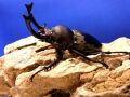 ブラックニジイロクワガタ　初２令幼虫　単品