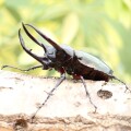 コーカサスオオカブト　成虫ペア