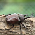 国産カブトムシ 　オス単品　MLサイズ　WILD