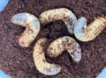 国産カブトムシ　3令幼虫　10匹セット