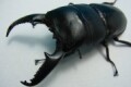 パラワンオオヒラタクワガタ幼虫★８００ｃｃ菌糸ビン付き