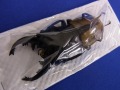 (標本用）ルデキンツヤクワガタ80ミリ