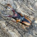 サバゲノコギリクワガタ♂55ミリUP　成虫ペア