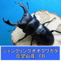 シェンクリングオオクワガタ　初2令幼虫 単品 800ｃｃ菌糸ボトル付き オオヒラタケ菌