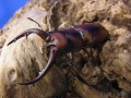 トカラノコギリクワガタ初２令　幼虫　単品