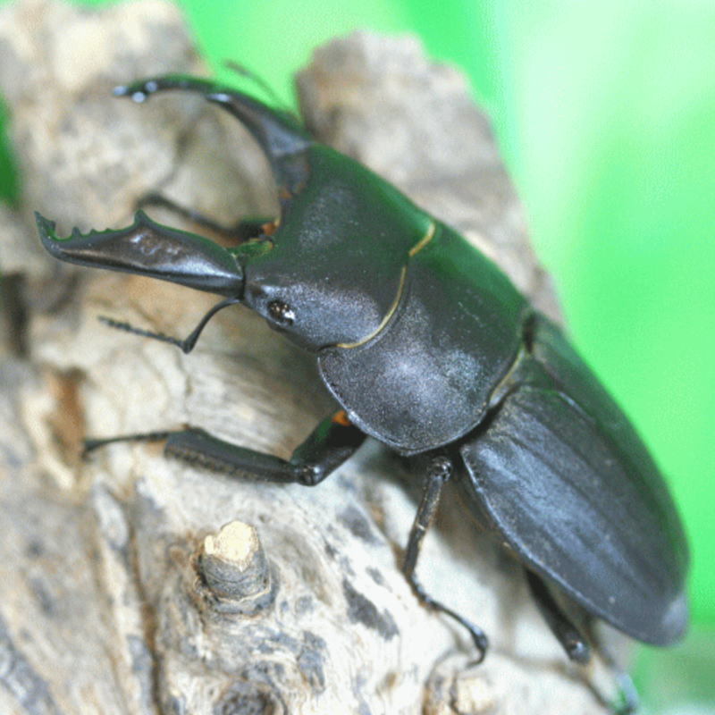 スジブトヒラタクワガタ♂55ミリ～59ミリ成虫ペア