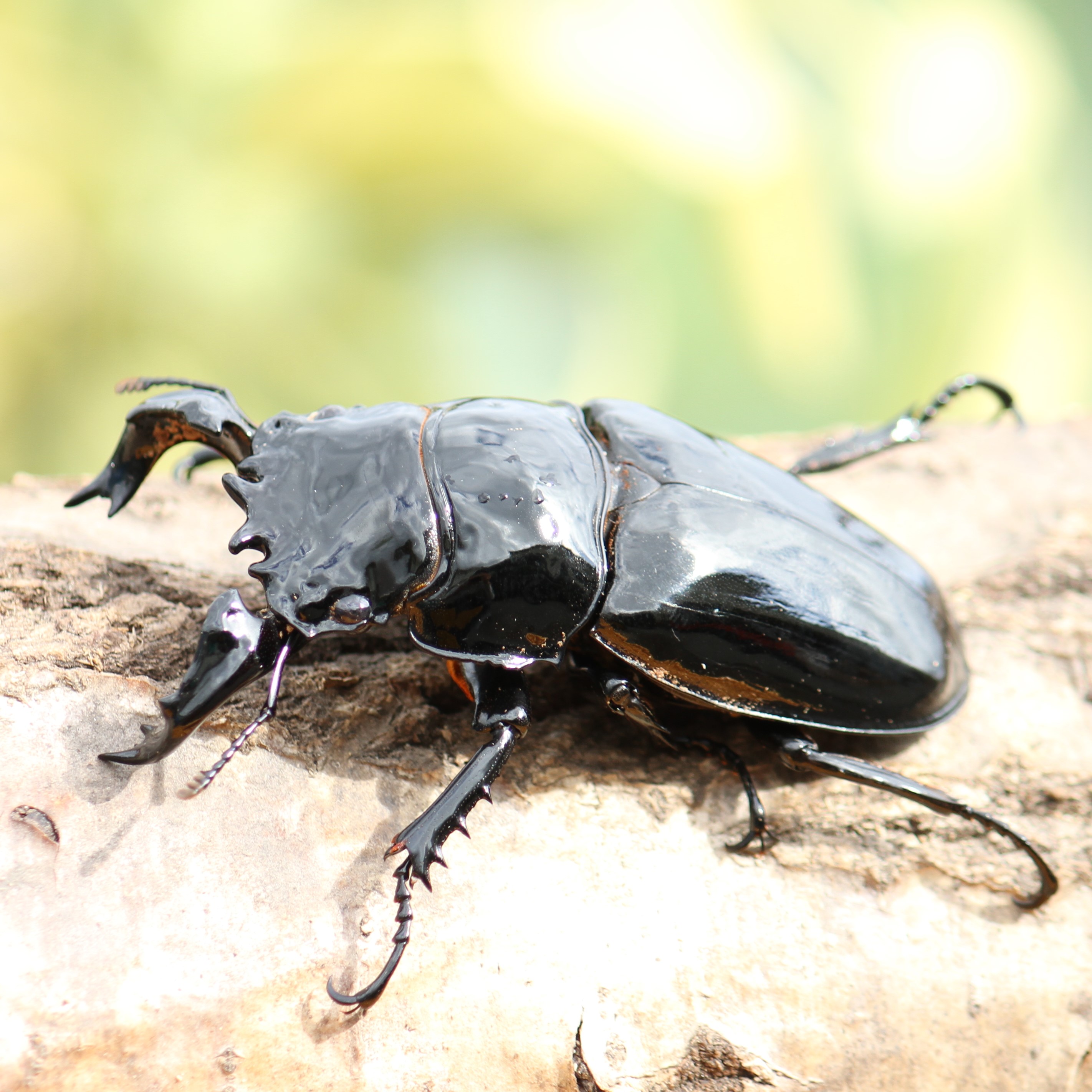 タランドゥスオオツヤクワガタ　成虫ペア