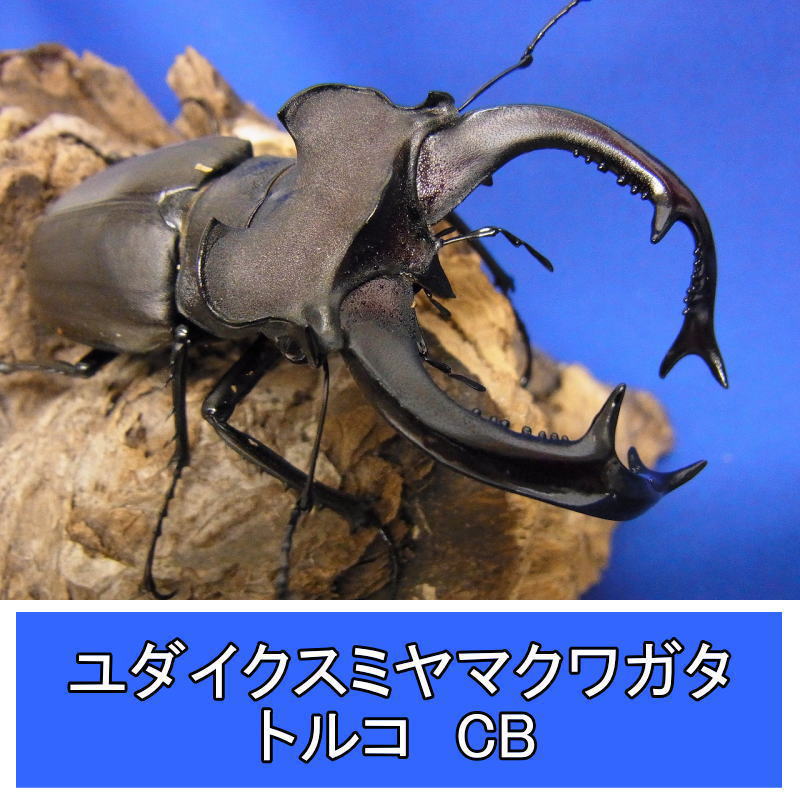 ユダイクスミヤマクワガタ成虫ペア
