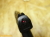 スライドストップハンドガン P99コンパクト