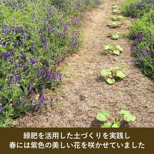 有機JAS認証 かぼちゃ ケイセブン（有機野菜 無農薬 無化学肥料
